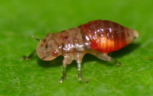 Aphrophora alni